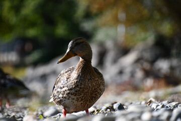 duck on the lake