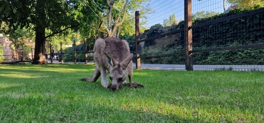 red-necked wallaby or Bennett's wallaby (Notamacropus rufogriseus) medium-sized macropod marsupial...