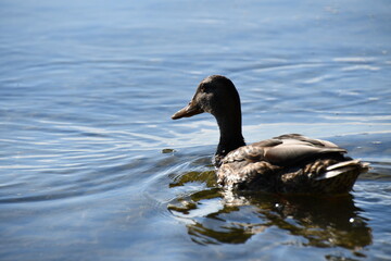 duck on the lake
