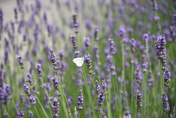 butterfly in a lavender field