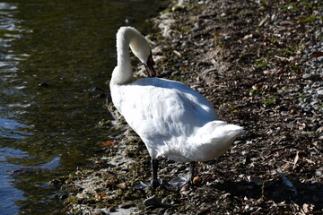 swan on the lake