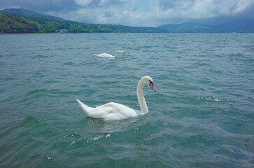 swan on the lake