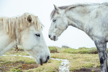 white horses love romance