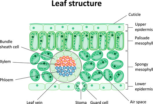 Internal structure of the leaf. Diagram. Leaf structure.