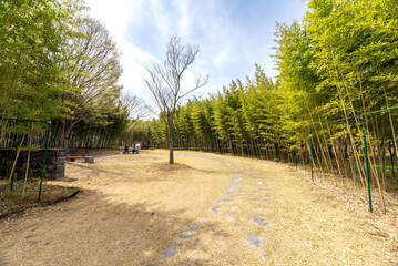 Obraz premium 한밭수목원의 대나무밭 풍경-Bamboo Grove Landscape at Hanbat Arboretum, Daejeon, South Korea