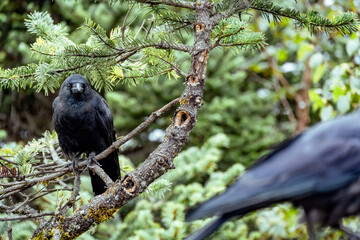 crow on the tree