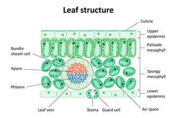 Internal structure of the leaf. Diagram. Leaf structure.