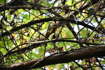 bird on tree