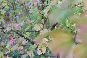 leaves on the tree