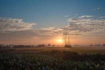 sunrise over the field