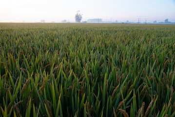 green wheat field