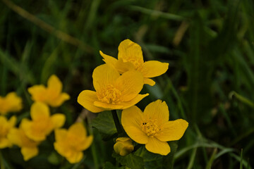 Bright yellow marsh marigold wildflowers, view from above - Caltha palustris