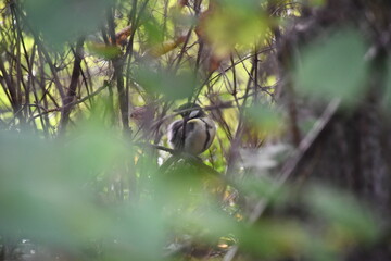 Obraz premium bird in the nest