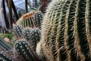 close up of cactus