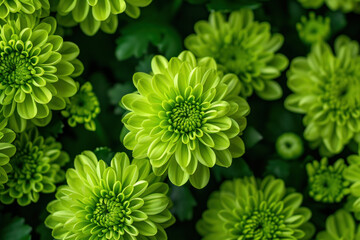Beautiful green chrysanthemum flowers blooming elegantly against a dramatic black background on a sunny day