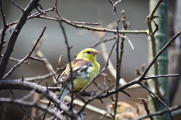 yellow and green bird