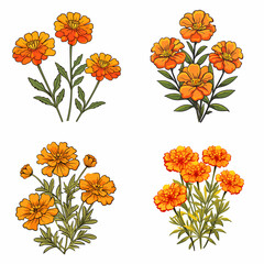 Indian Marigold Flowers (Tagetes). simple minimalist isolated in white background vector illustration