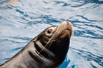 close up of sea lion