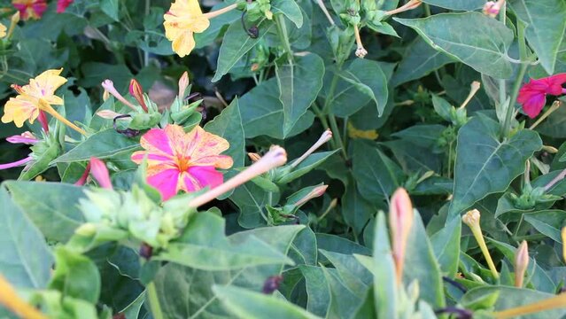La planta Mirabilis Jalapa o Dama de la Noche, tiene un perfume especial cuando abre sus p&eacute;talos multicolores en la noche, es originaria de M&eacute;xico. Se utiliza como corredor biol&oacute;gico para polinizadore