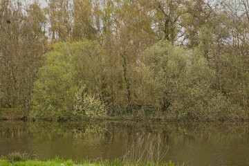 Fototapeta na wymiar Willow trees with fresh green spring leafs reflecting into the water in Damvallei nature reserve, Ghent, Flanders Belgium