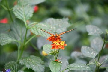 butterfly on flower