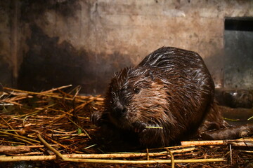 close up of a hedgehog