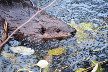 otter in the river © Drexlerfotografie