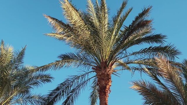 A green palm tree against a blue sky. Palm trees in the sunlight. View of palm trees against the sky with branches swaying in the wind - 4K video. Palm tree on the seashore view from below. Egypt 2022