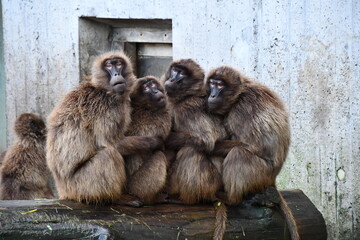 Monkey family in zoo
