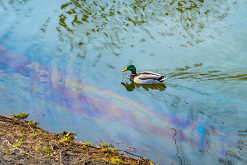 A duck swims on water with rainbow colored stains, polluted with oil or gasoline. Environmental...