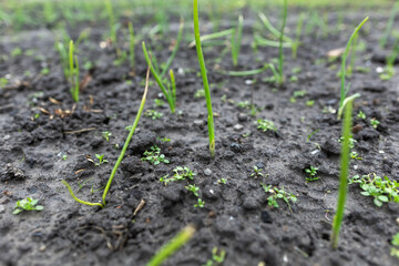 Grown green onion in winter. It is amazing and wonderful