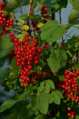 Rote Johannisbeeren am Strauch	