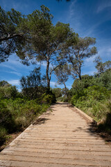 Punta De Ses Gatoves route, Mondragó Natural Park, Santanyí municipal area, Mallorca, Balearic Islands, Spain