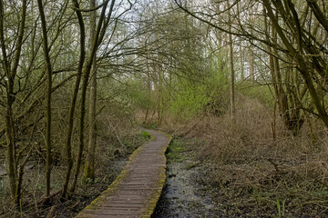 Boardwalk through a marsh in a sunny forest in Damvallei nature reserve near Ghent, Flanders, Belgium