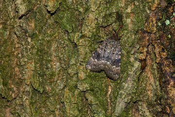 Pyramideneule (Amphipyra pyramidea)