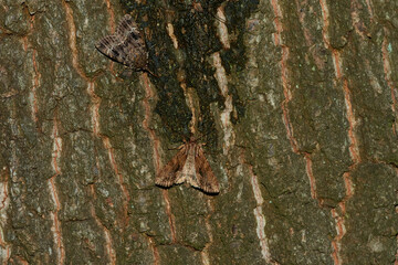 Große Grasbüscheleule (Apamea monoglypha), auch Wurzelfresser genannt	
