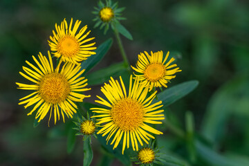 Meadow flowers close up. Beautiful nature.