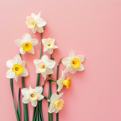 Fototapeta na wymiar daffodils flowers background.