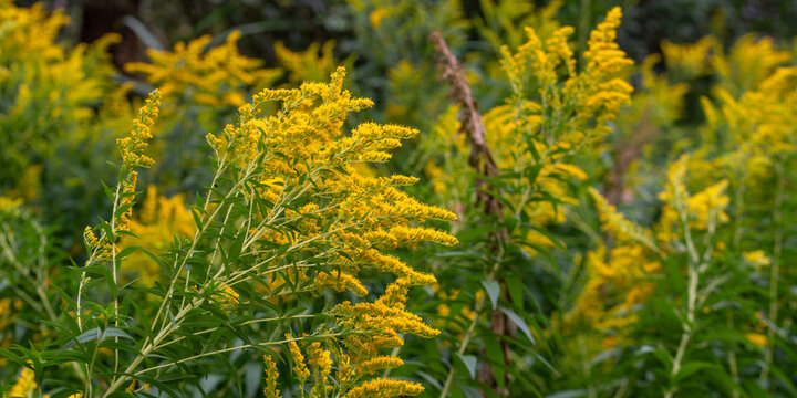 Blooming goldenrod close-up. Meadow flowers.