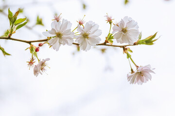 Pink cherry blossoms in soft style for the background. Sakura bloom in spring. Background art with pink blossom. Beautiful nature scene with blooming tree and sun flare on Easter time. Selective focus