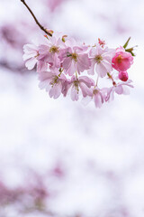Pink cherry blossoms in soft style for the background. Sakura bloom in spring. Background art with pink blossom. Beautiful nature scene with blooming tree and sun flare on Easter time. Selective focus
