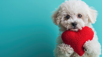Adorable Bichon Frise puppy cradling a red heart-shaped plush toy, perfect for Valentine's Day greetings or pet product marketing , copy space, isolated  - obrazy, fototapety, plakaty