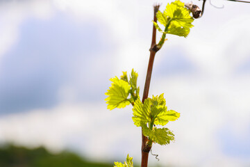 Closeup view of early Spring leaves and buds growth on Julius Spital Vines in Würzburg, Franconia,...
