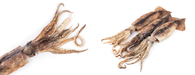 Fresh squid isolated on white background, Squid isolated on white