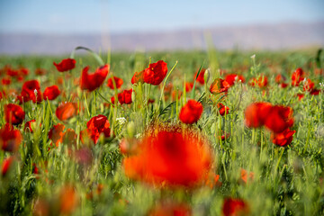 Fototapeta premium Close-Up of Radiant Red Poppies in Full Bloom, Zanjan, Iran