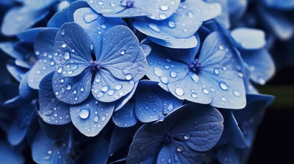 Schilderijen op glas Beautiful floral background banner. Close up of hydrangeas in blue © Liliya Trott
