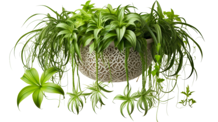 Spirited Macrame Plant Hanger on white background