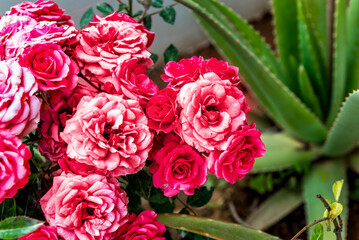 Close-up shot capturing the vibrant hues of garden roses and an aloe plant, set against a softly blurred background. Natural beauty, ideal for greeting cards, captivating backgrounds, and desktops