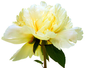Yellow  peony flower  on  a white isolated background with clipping path. Closeup. For design.  ...