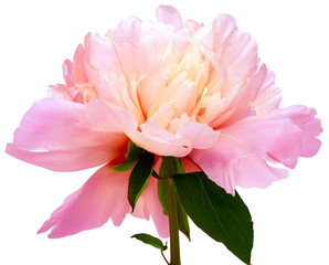 Pink  peony flower on  isolated background with clipping path. Closeup. For design. Transparent background.  Nature.	 - 748715044